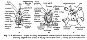 Retrogressive Metamorphosis (Herdmania) – THE ZOOLOGIST