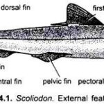 Features of Scoliodon (Dogfish)