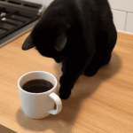 Why cats try to “bury” coffee?