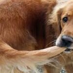 Why do dogs chase their own tails?